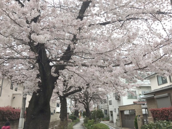 家の前桜